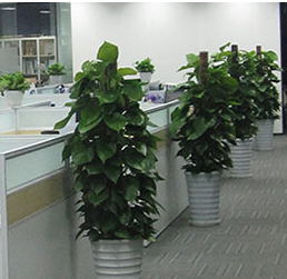 广东办公室绿植租赁，你需要考虑哪些方面