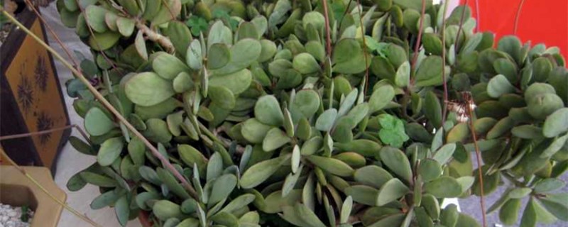 紫章的扦插方法 （紫章扦插时间和步骤）